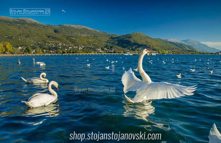 Swans - Main - Lake Ohrid